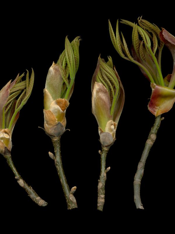 Shagbark Hickory Leaf Buds