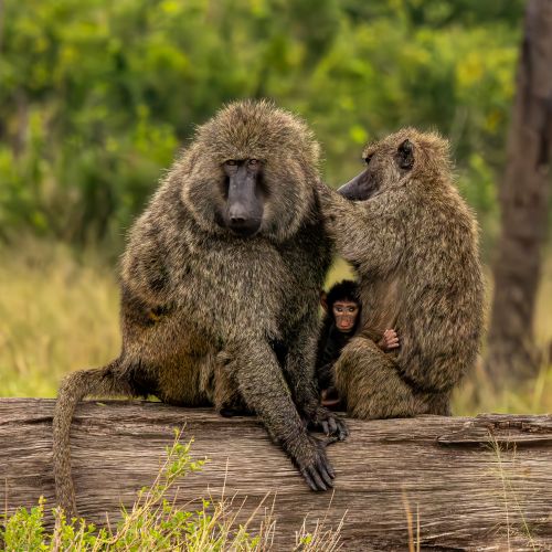 Shore Richard Baby Baboon Feeling Safe With Mom