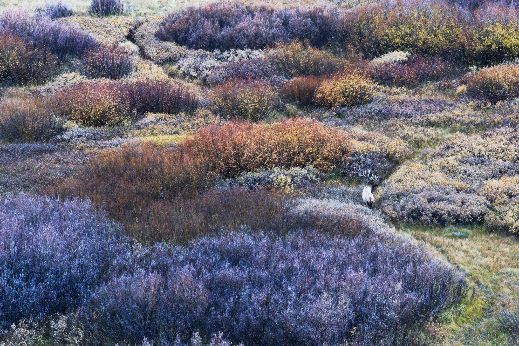 Cgdestinationelk Dxo