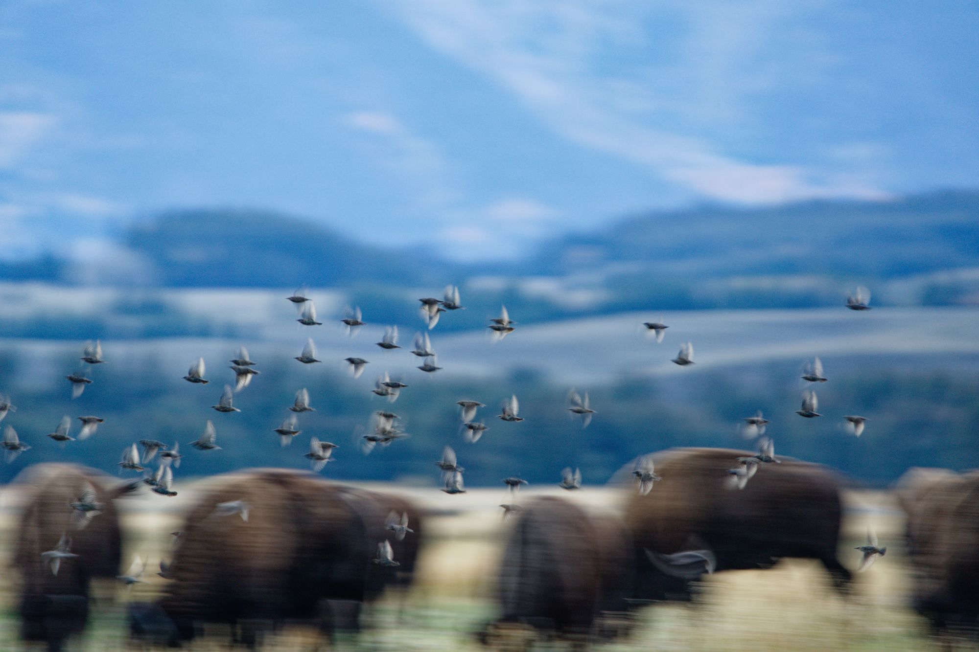 Cgecosysteminmotion Dxo