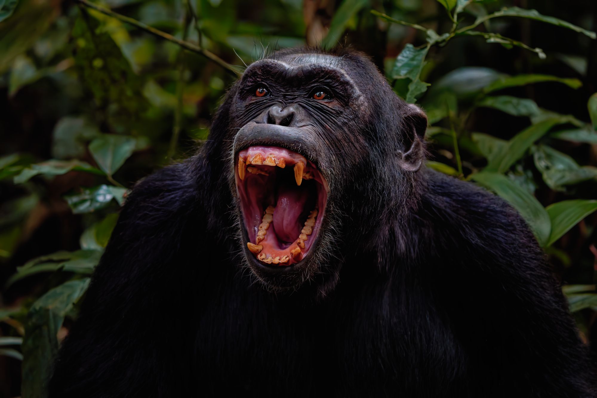 Cgambinorisingtension Dxo