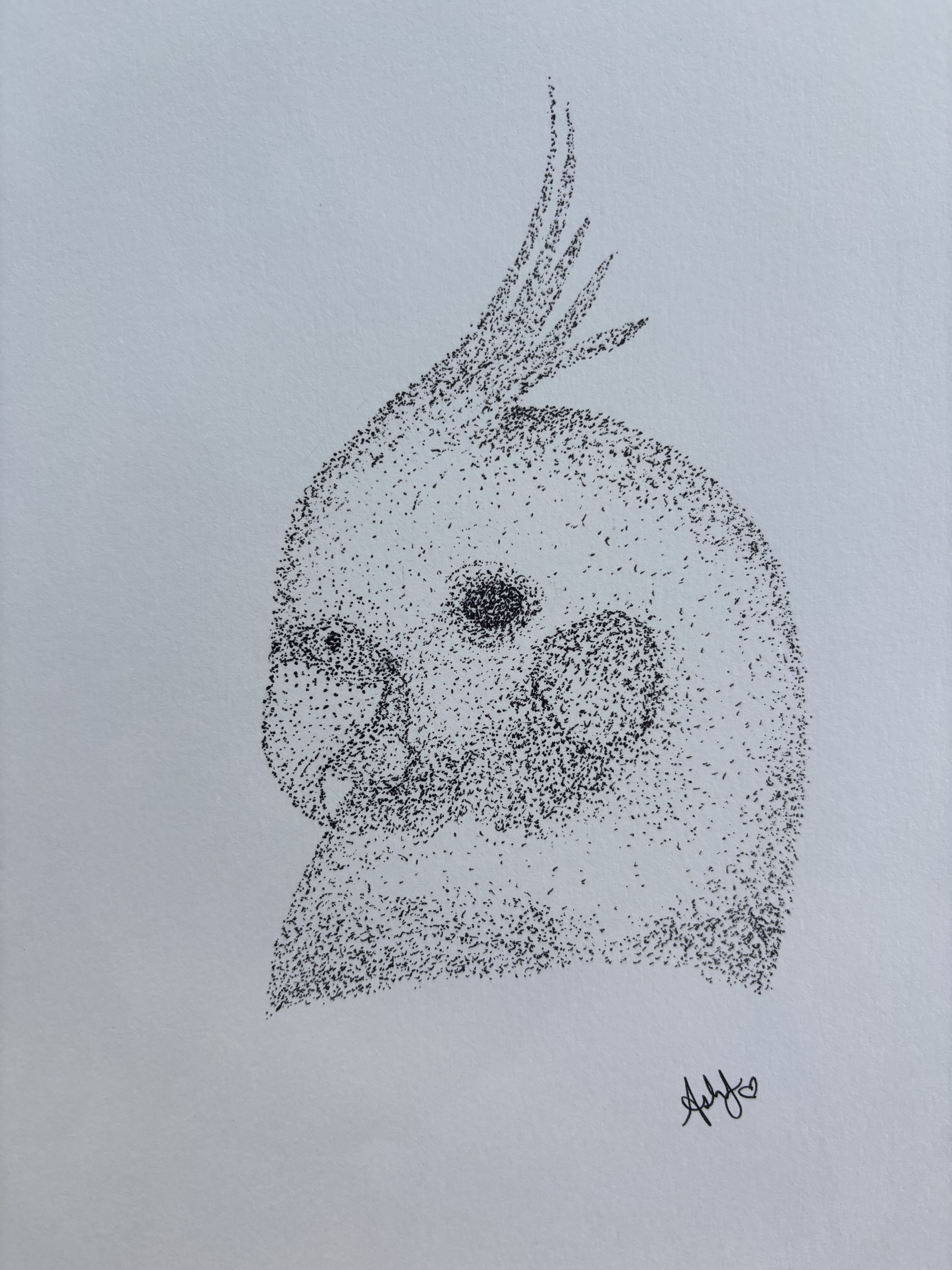 Cockatiel