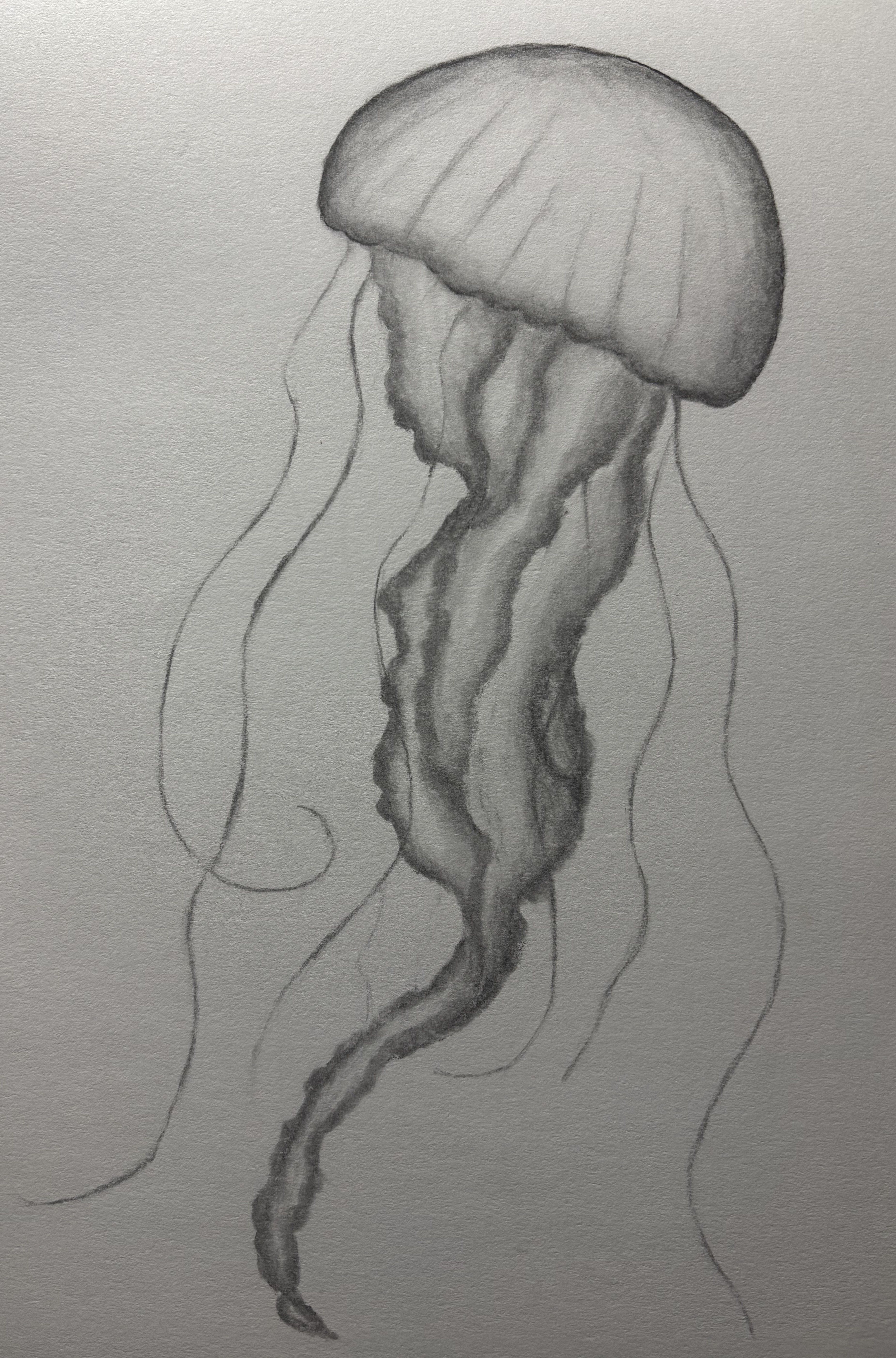 Jellyfish
