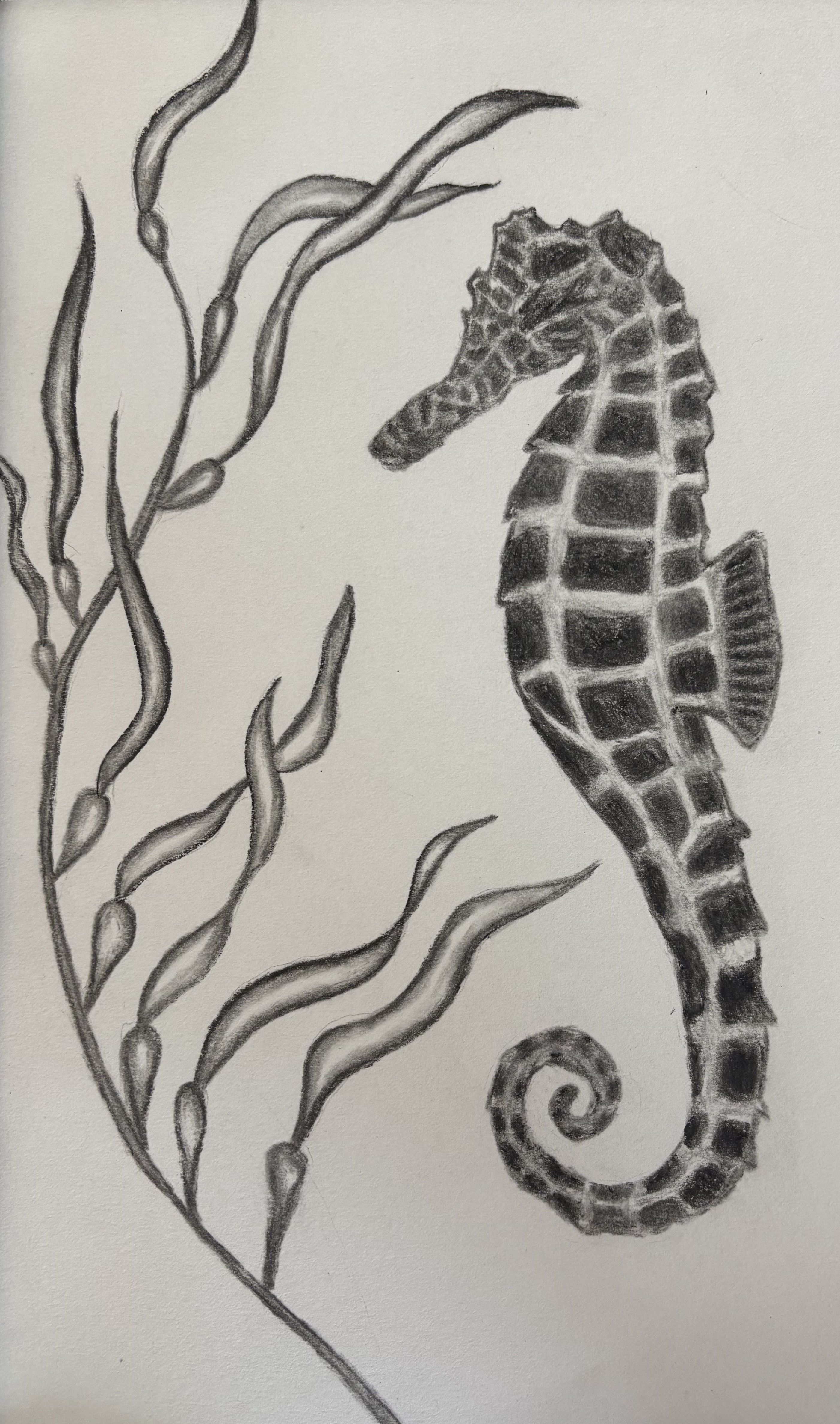 Seahorse