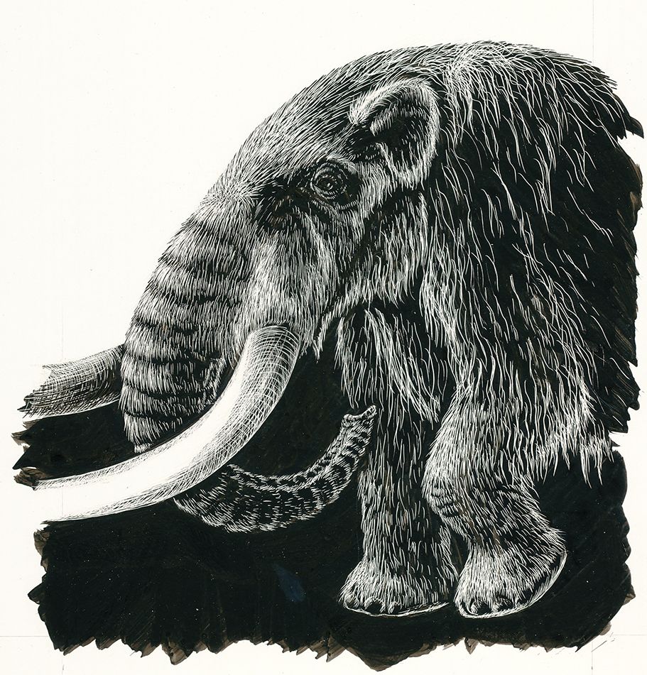 Snider Scratchboard 02