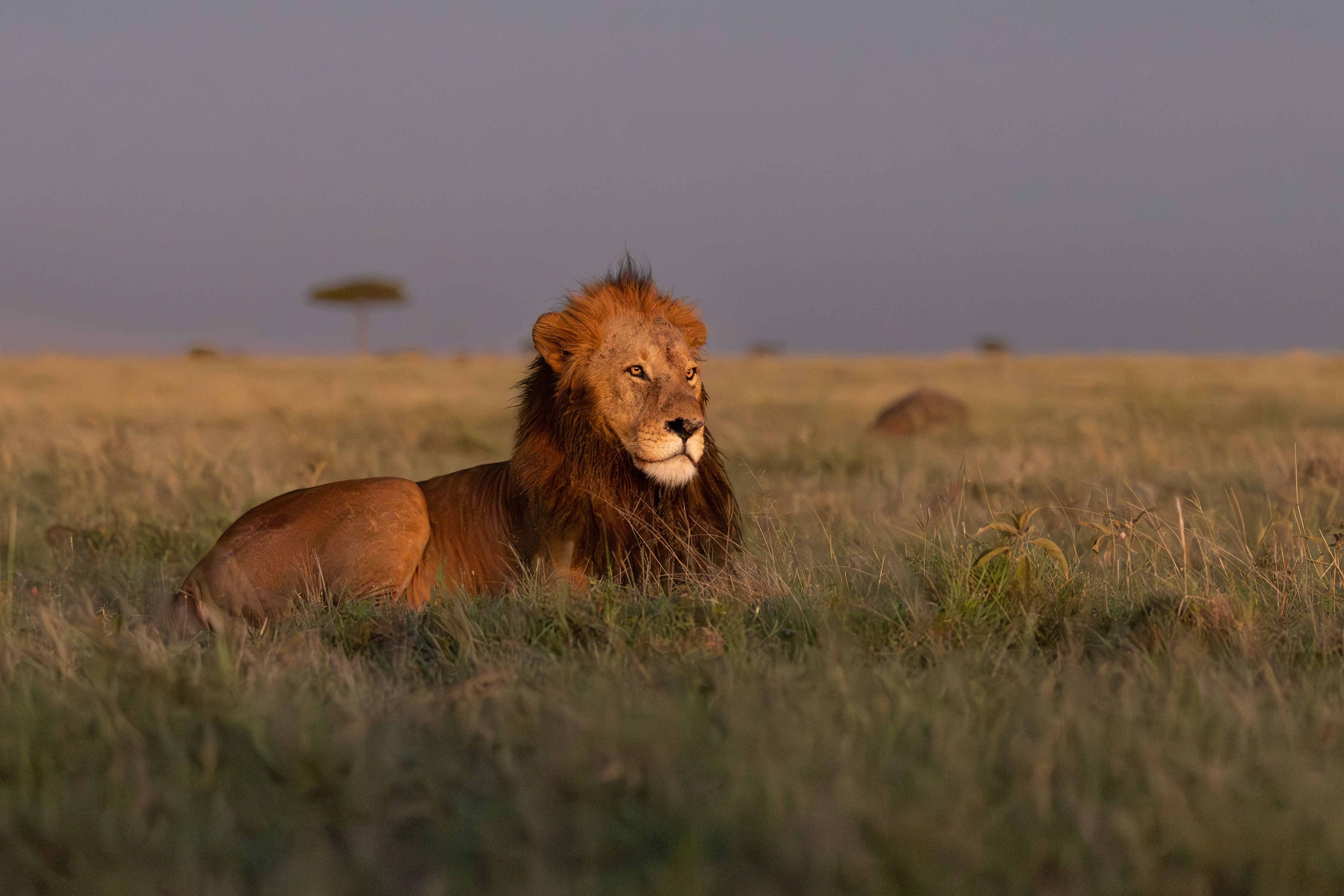  66a1371 Enhanced Nr Edit