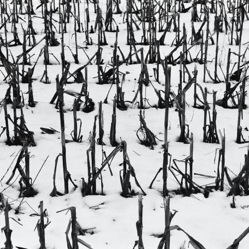 Bird Stacie Cornstalks